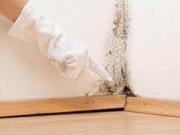 Best Mold Remediation for Healthcare Facilities  in Rainier, WA